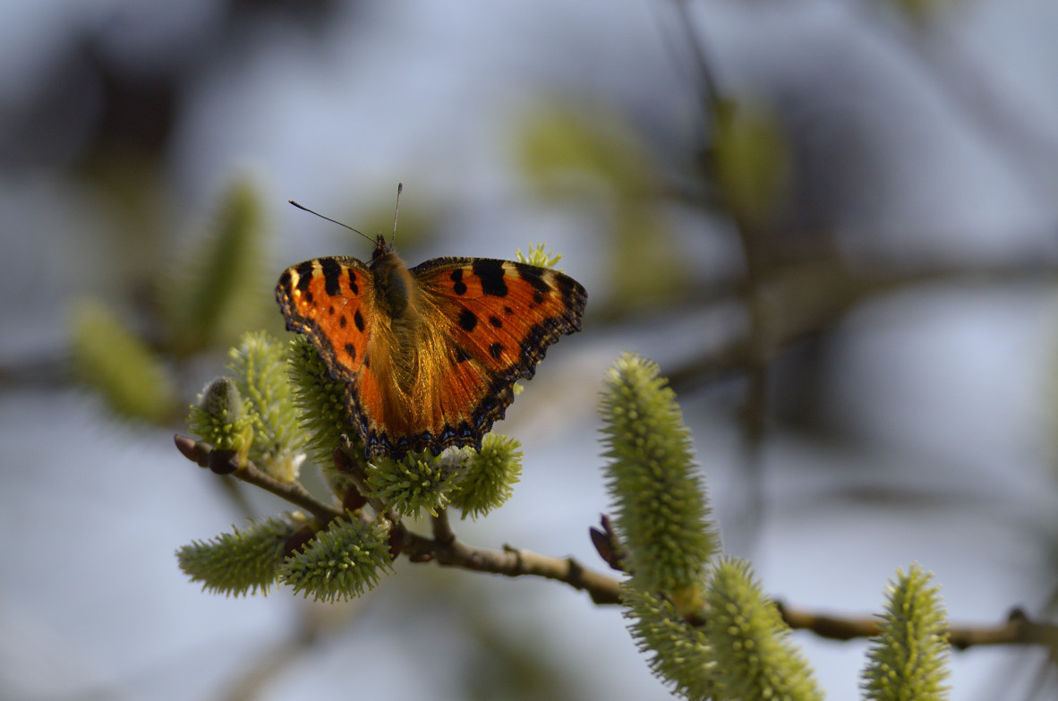 Nymphalis aglais urticae - No, Nymphalis polychloros